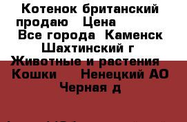Котенок британский продаю › Цена ­ 3 000 - Все города, Каменск-Шахтинский г. Животные и растения » Кошки   . Ненецкий АО,Черная д.